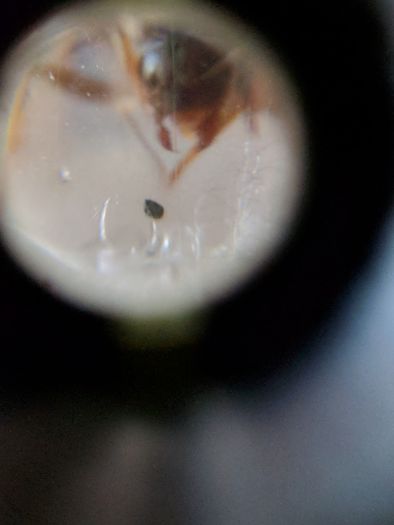 Lasius queen head1