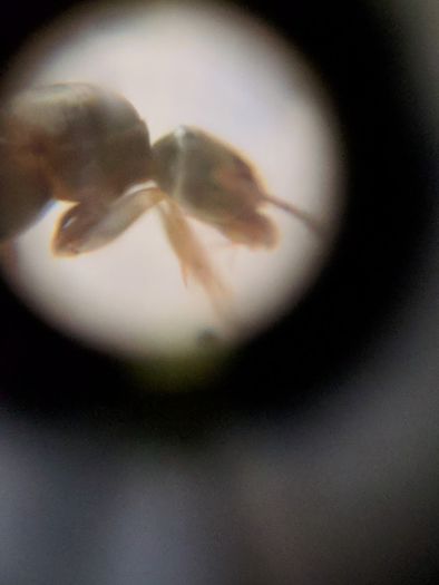 Lasius queen head&thorax