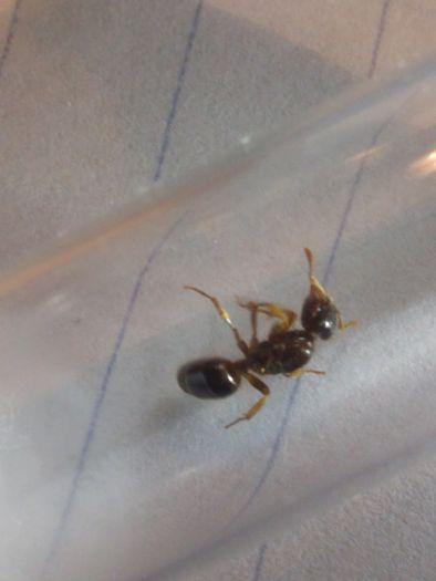 Parasitic Lasius