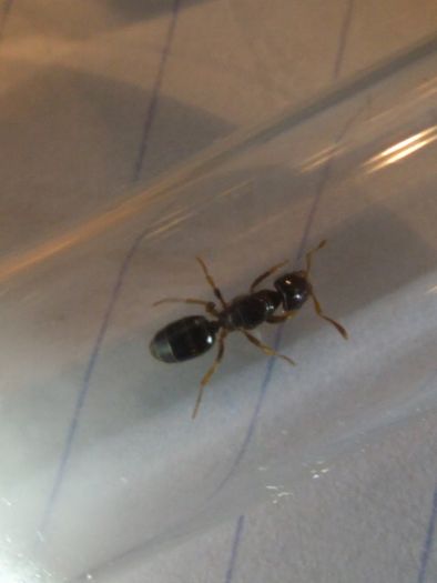 Parasitic Lasius