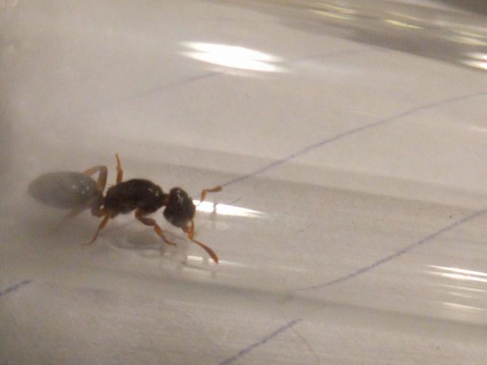 Parasitic Lasius