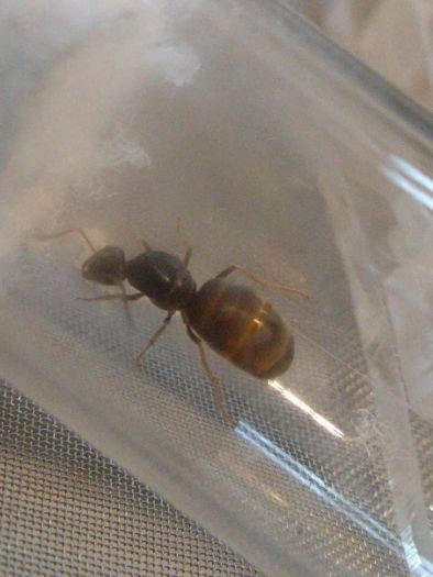 Lasius Queen