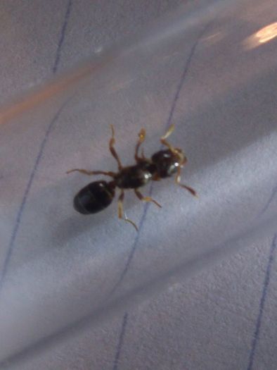 Parasitic Lasius