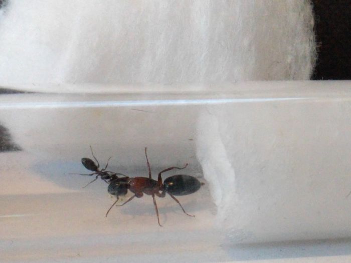 Camponotus nearcticus