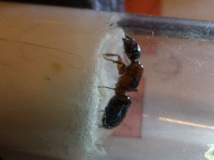 Camponotus nearcticus