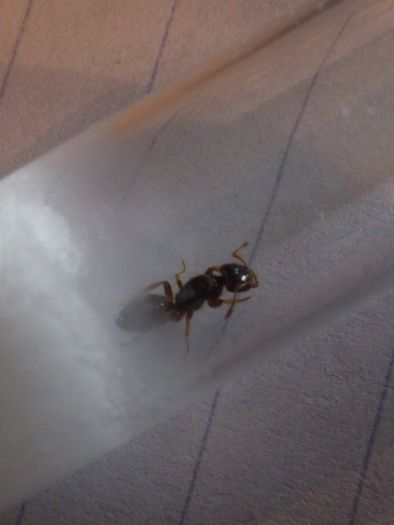 Parasitic Lasius