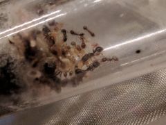 T. immigrans 8 T. immigrans 8