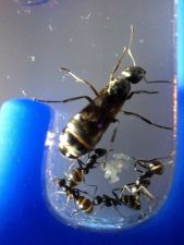 Formica subsericea