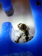 Formica subsericea