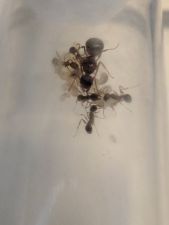 Aphaenogaster rudis