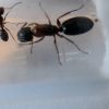 Camponotus nearcticus