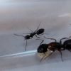 Camponotus nearcticus