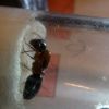 Camponotus nearcticus