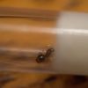 Aphaenogaster queen 3