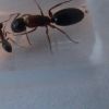 Camponotus nearcticus