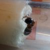 Camponotus nearcticus