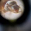 Lasius queen fron:side view thorax focus