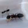 Camponotus nearcticus