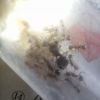 Aphaenogaster rudis 4