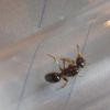 Parasitic Lasius