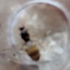 Lasius queen topview