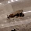Formica incerta 2