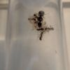 Aphaenogaster rudis