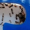 Tetramorium immigrans