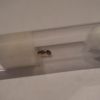 Aphaenogaster queen 4