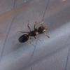 Parasitic Lasius