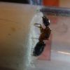 Camponotus nearcticus