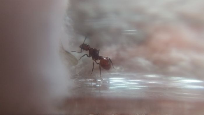Aphaenogaster ID 1