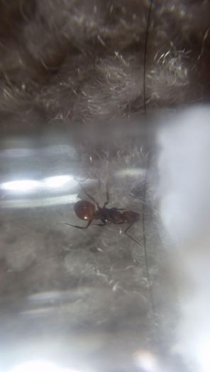 Aphaenogaster ID 5