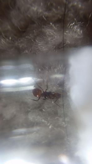 Aphaenogaster ID 5 Aphaenogaster ID 5