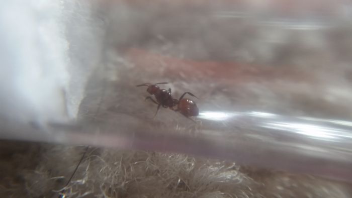 Aphaenogaster ID 4 Aphaenogaster ID 4