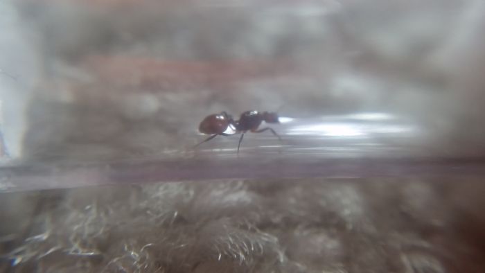 Aphaenogaster ID 3