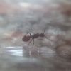 Aphaenogaster ID 2