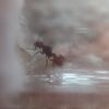 Aphaenogaster ID 1