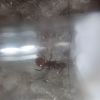 Aphaenogaster ID 5