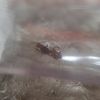 Aphaenogaster ID 4