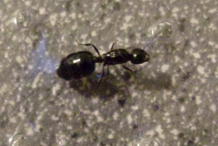 Crematogaster? 9-5-17 (3)