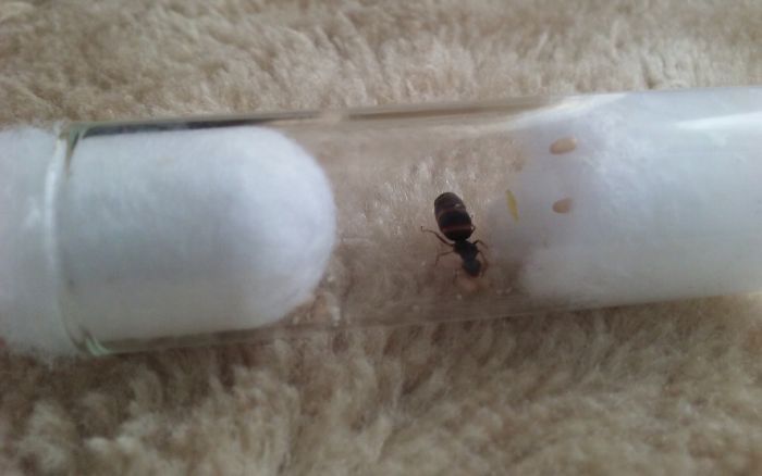 Lasius sp. 4