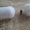 Lasius sp. 3