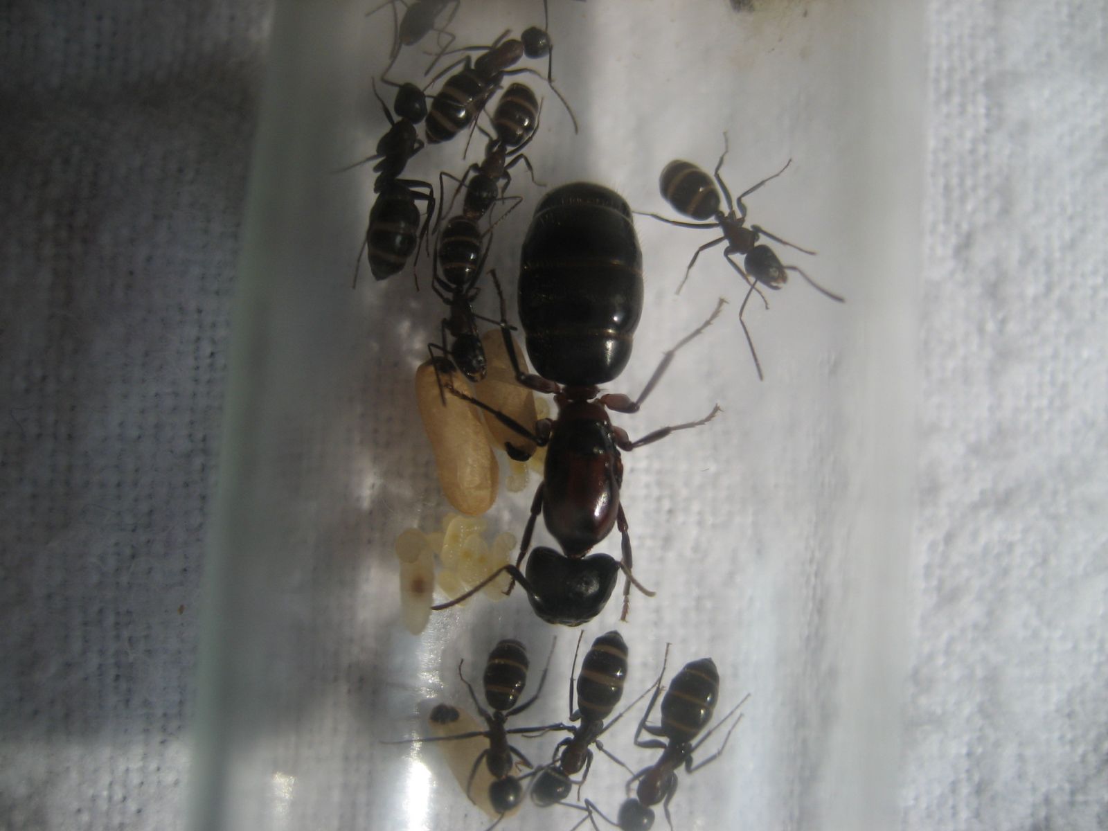 Camponotus novaeboracensis 1 P3