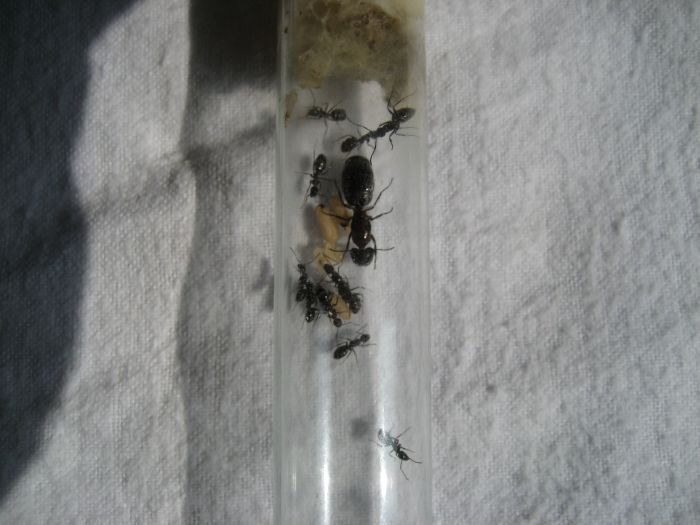 Camponotus novaeboracensis 1 P1