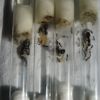 Camponotus novaeboracensis 1 P4