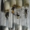 Camponotus novaeboracensis 1 P4