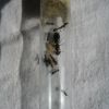 Camponotus novaeboracensis 1 P1