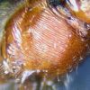 p.maricopa thorax