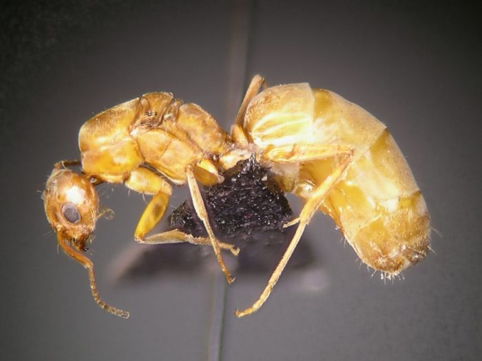 female 01 female 01